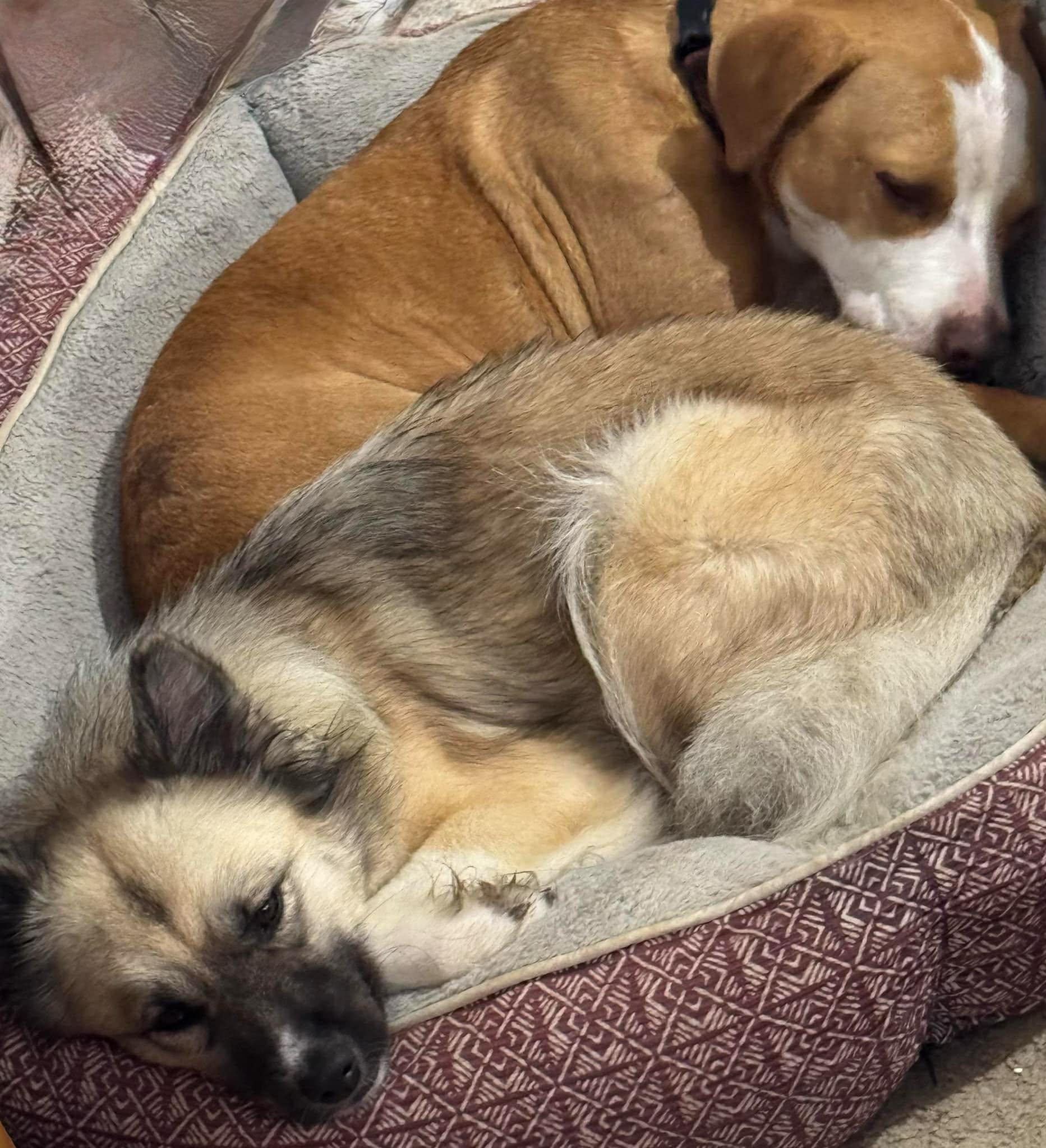 Enlarge Anastasia (in E. Tennessee), a Adoptable mixed breed in Bradenton, FL image 3/6