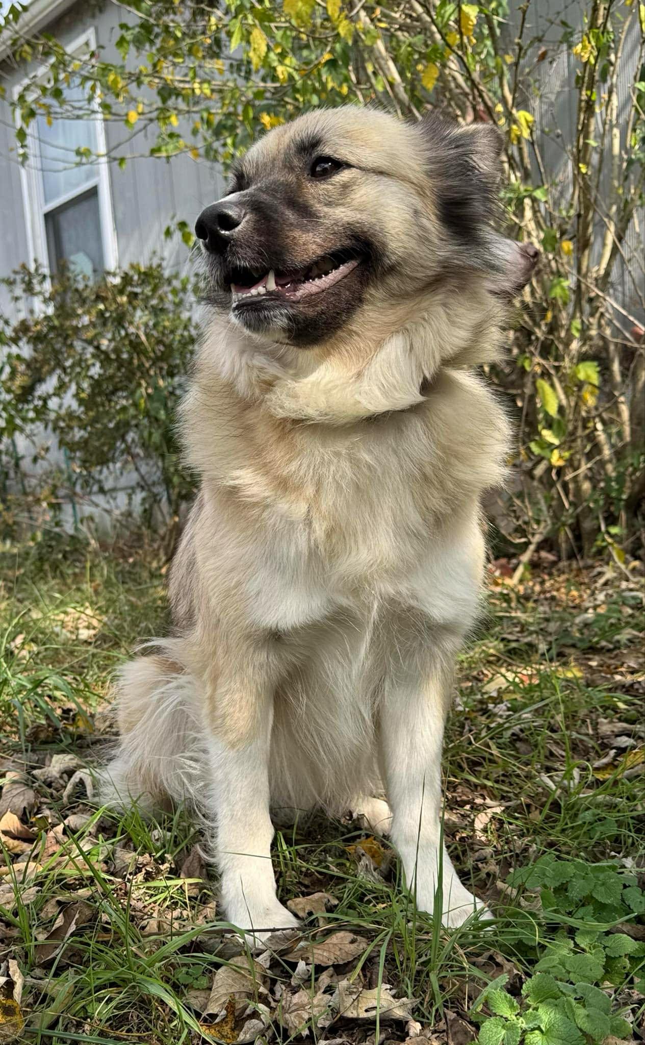 Enlarge Anastasia (in E. Tennessee), a Adoptable mixed breed in Bradenton, FL image 5/6