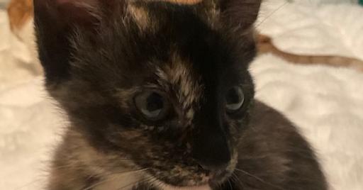 Moana, a Adoptable mixed breed in Little Rock, AR image 1/6