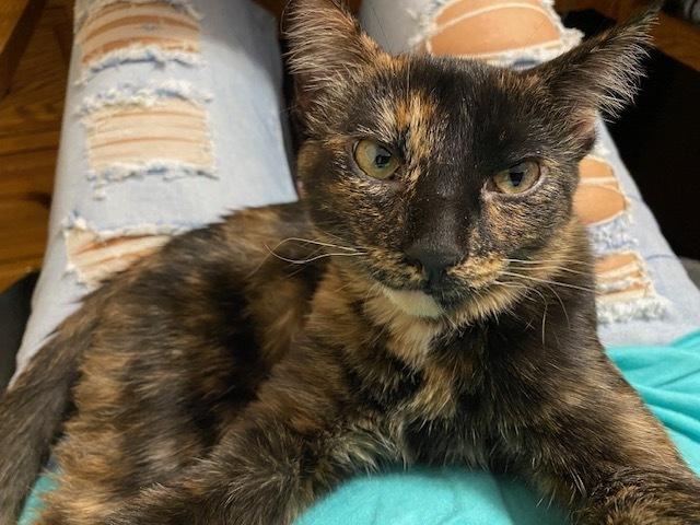 Moana, a Adoptable mixed breed in Little Rock, AR image 2/6