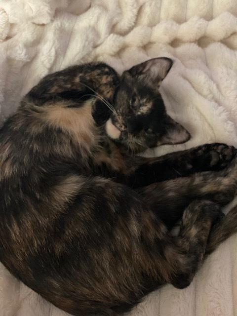 Moana, a Adoptable mixed breed in Little Rock, AR image 3/6