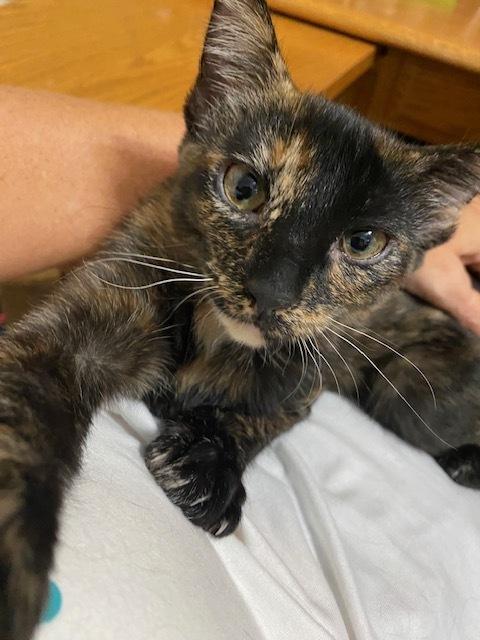 Moana, a Adoptable mixed breed in Little Rock, AR image 4/6