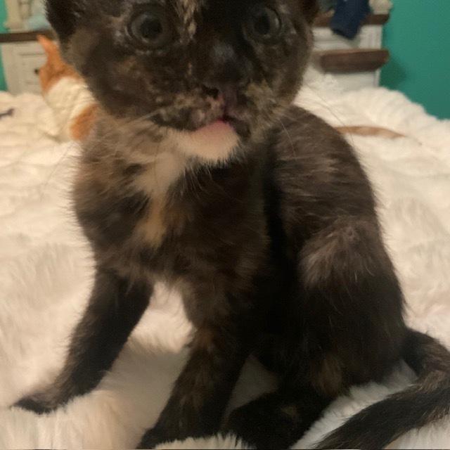 Moana, a Adoptable mixed breed in Little Rock, AR image 5/6