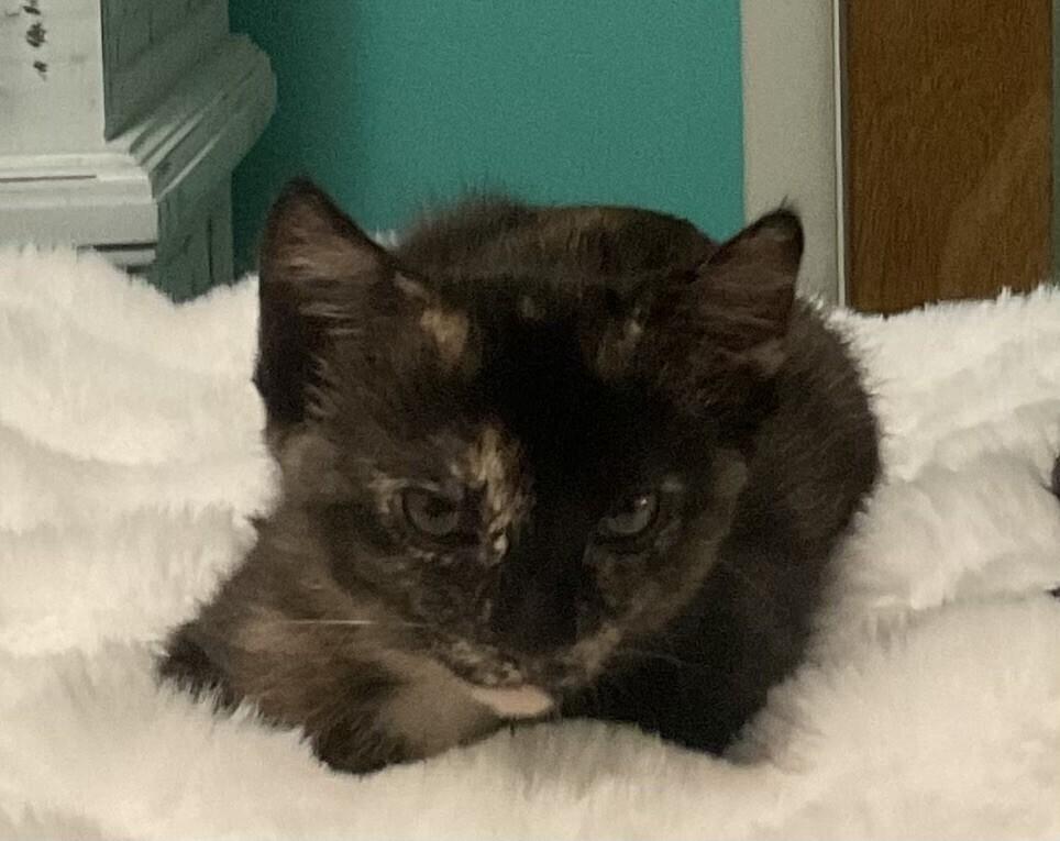 Moana, a Adoptable mixed breed in Little Rock, AR image 6/6