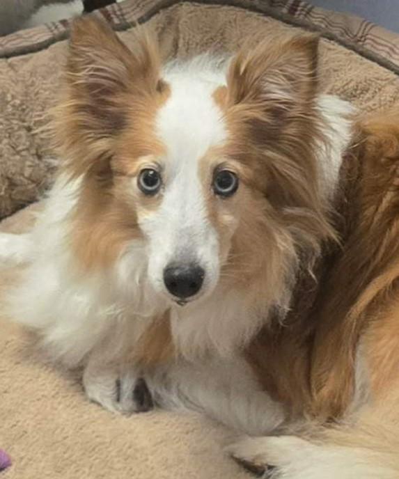 Enlarge Rosie, a ADOPTABLE Shetland Sheepdog / Sheltie in York, ON image 1/2