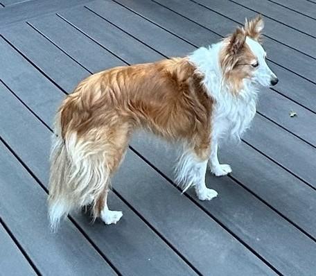 Enlarge Rosie, a ADOPTABLE Shetland Sheepdog / Sheltie in York, ON image 2/2