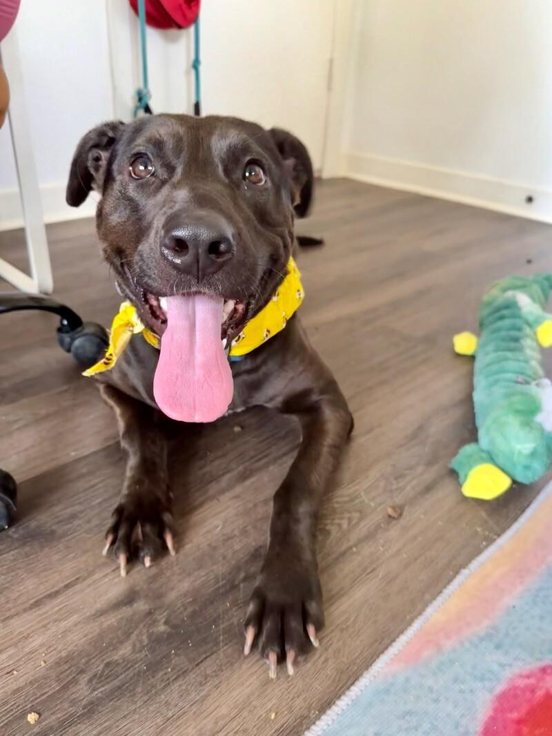 Ziggy Sweet and Gentle