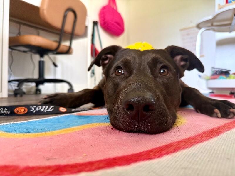 Ziggy Sweet and Gentle — thumbnail 3