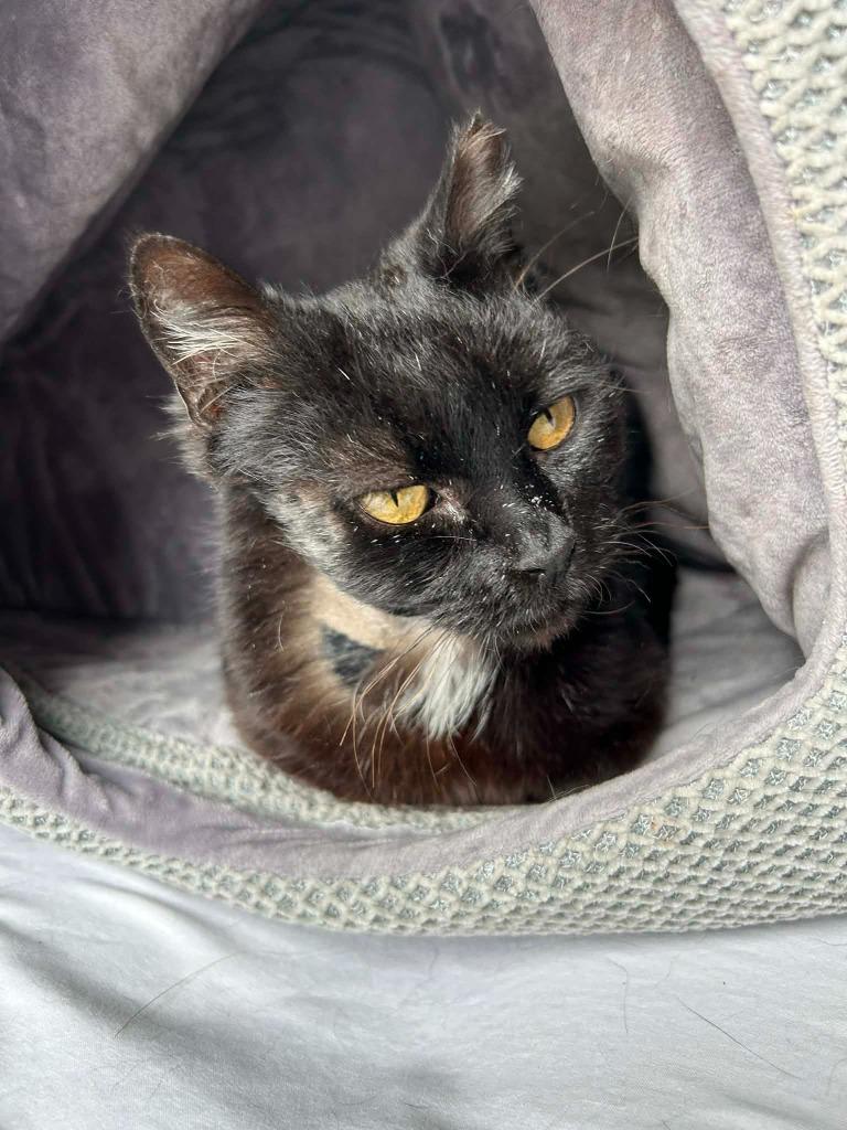 *Tenders, a Adoptable mixed breed in Newnan, GA image 4/5