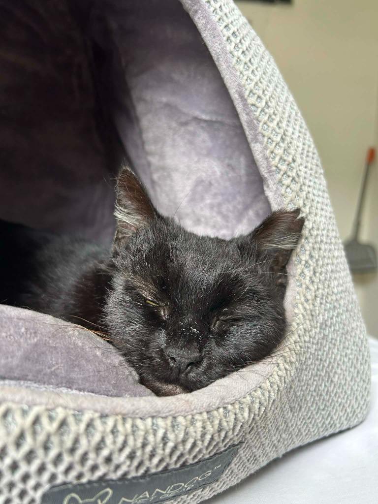 *Tenders, a Adoptable mixed breed in Newnan, GA image 5/5