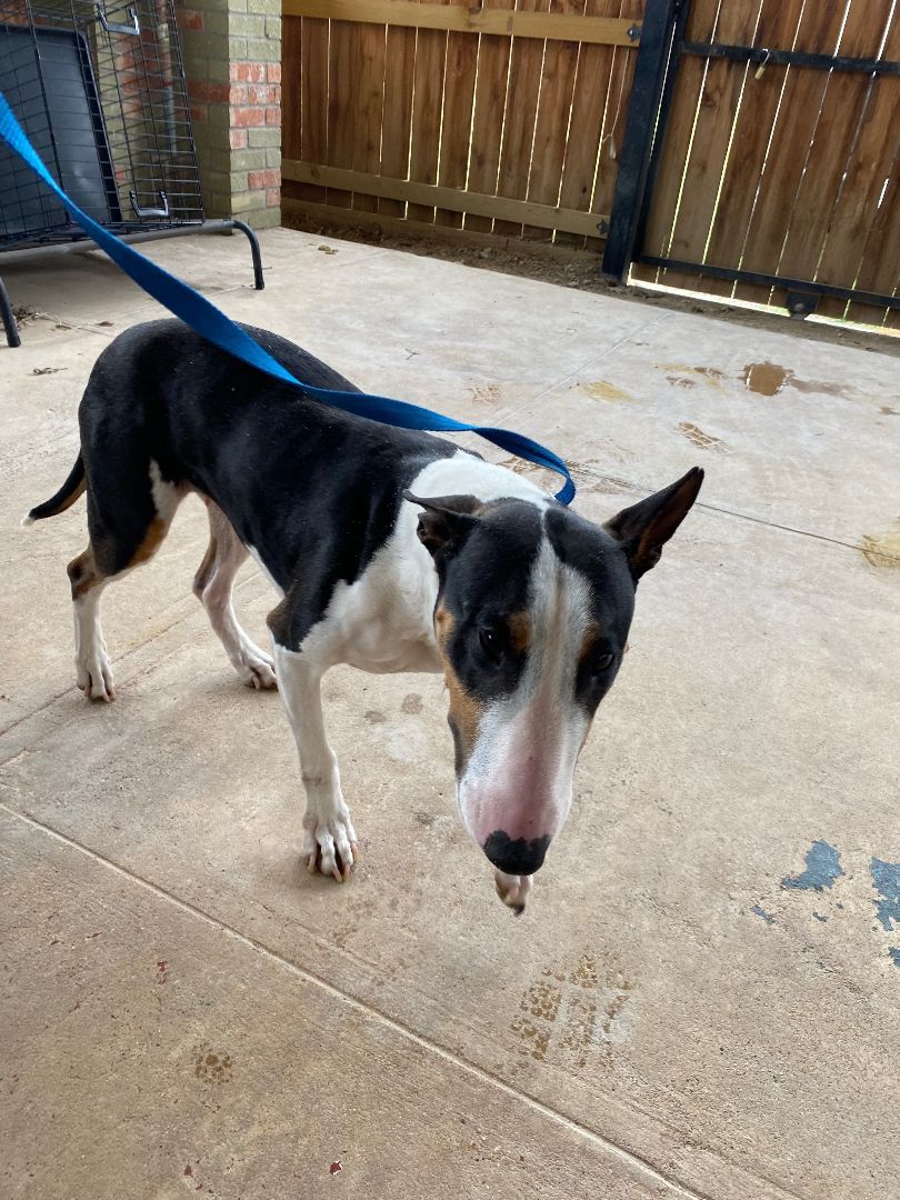 Praline, Adopted, Young Female Bull Terrier.