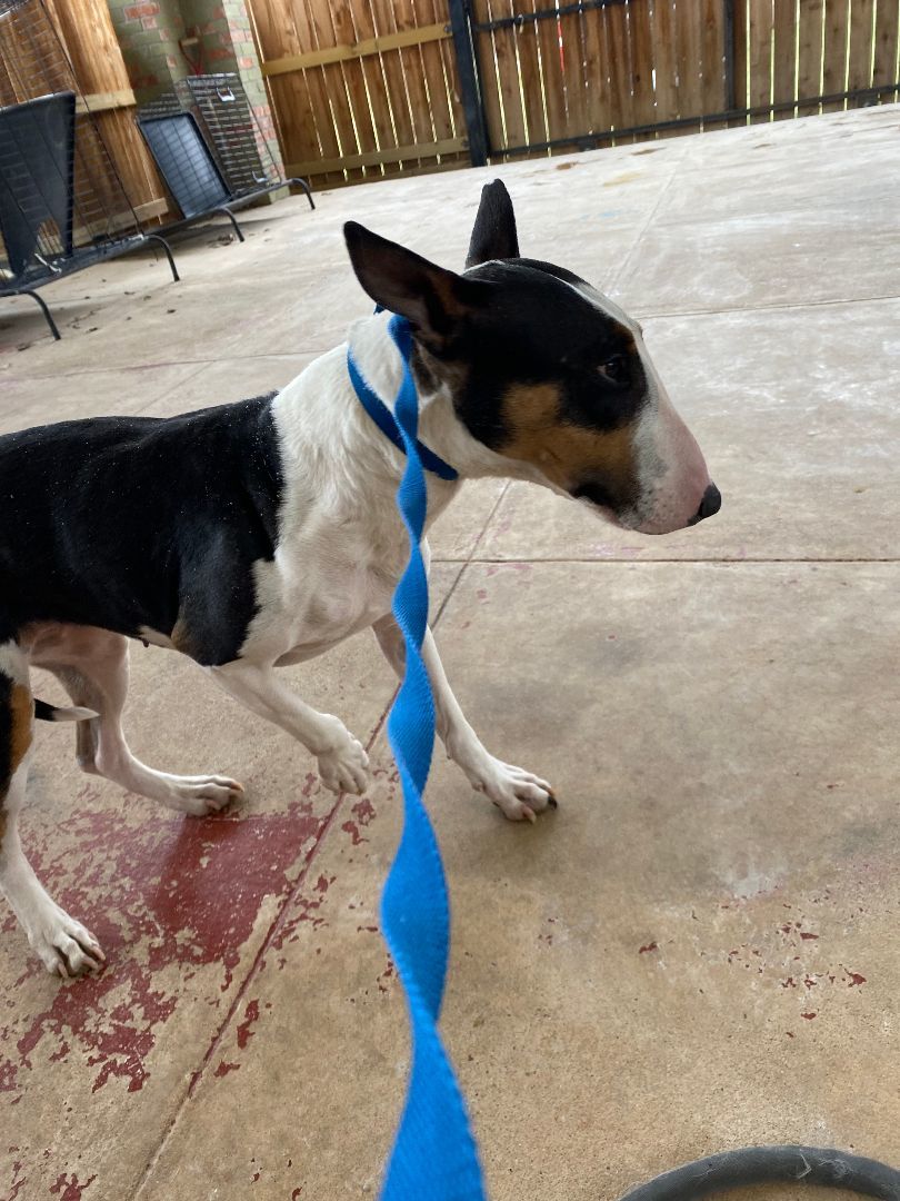 Enlarge Praline, a Adopted Bull Terrier in River oaks, TX image 2/3