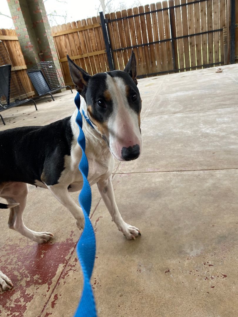 Enlarge Praline, a Adopted Bull Terrier in River oaks, TX image 3/3