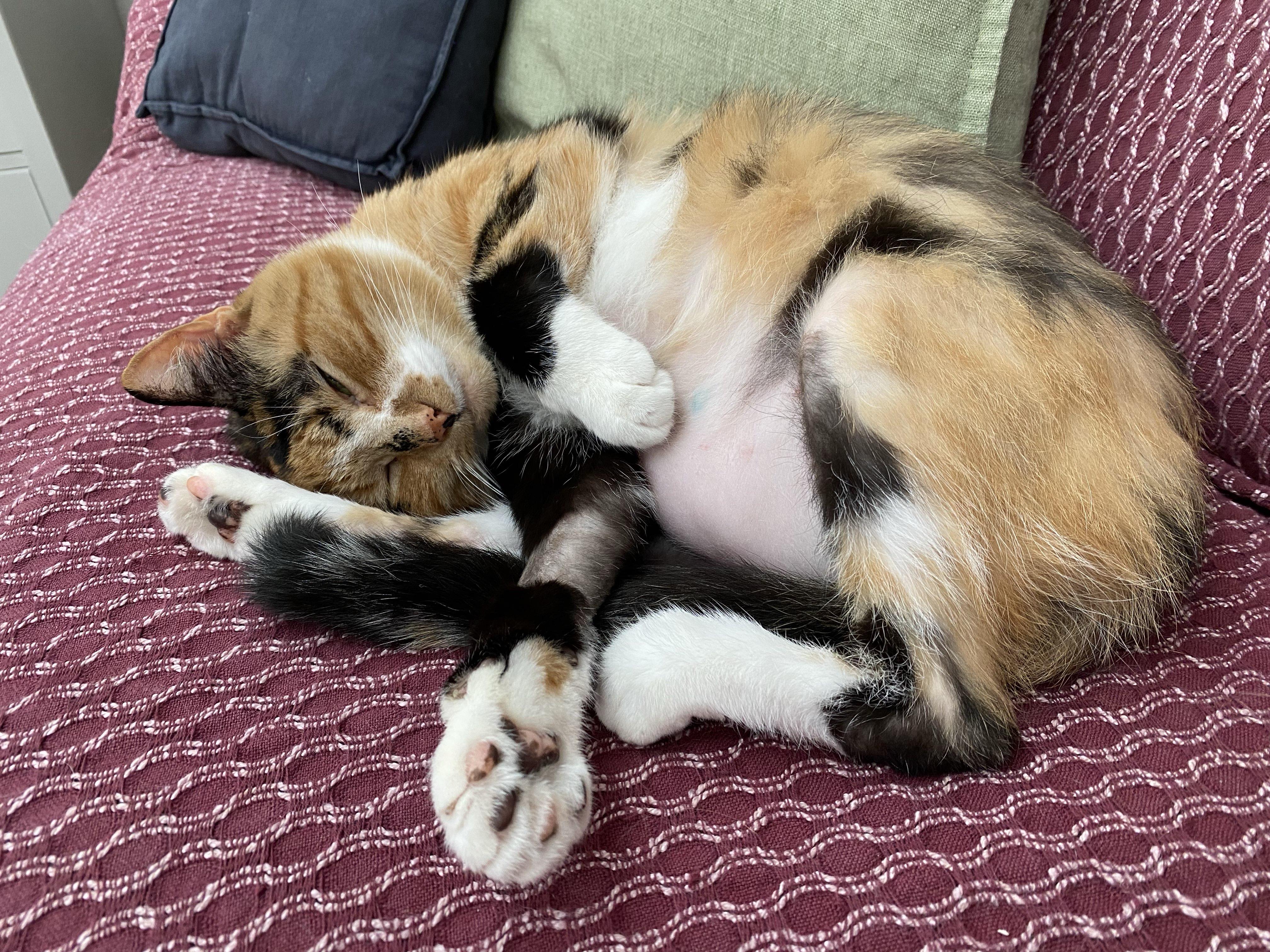Kali