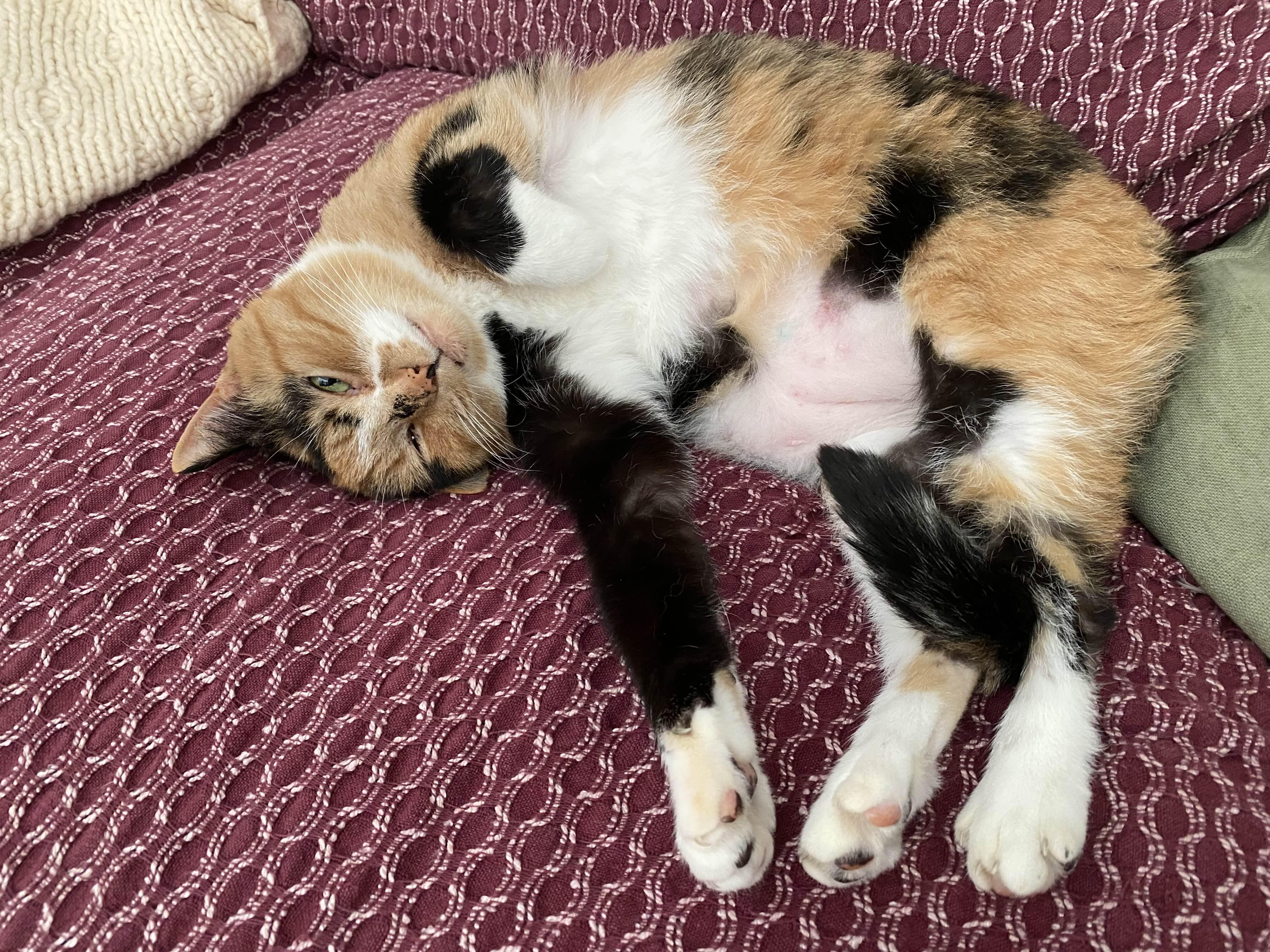 Kali