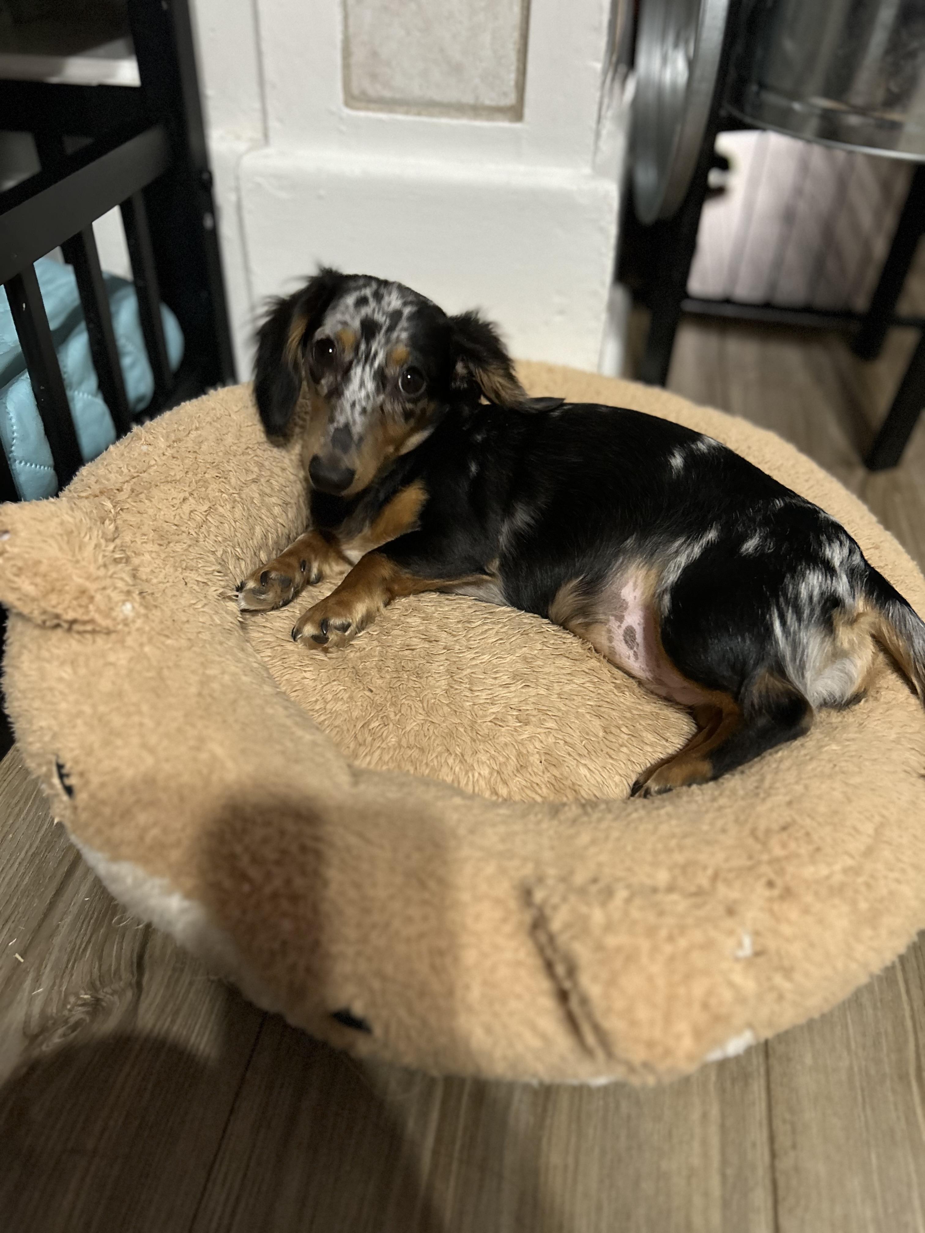 Penny, adoptable, Young Female Miniature Dachshund.