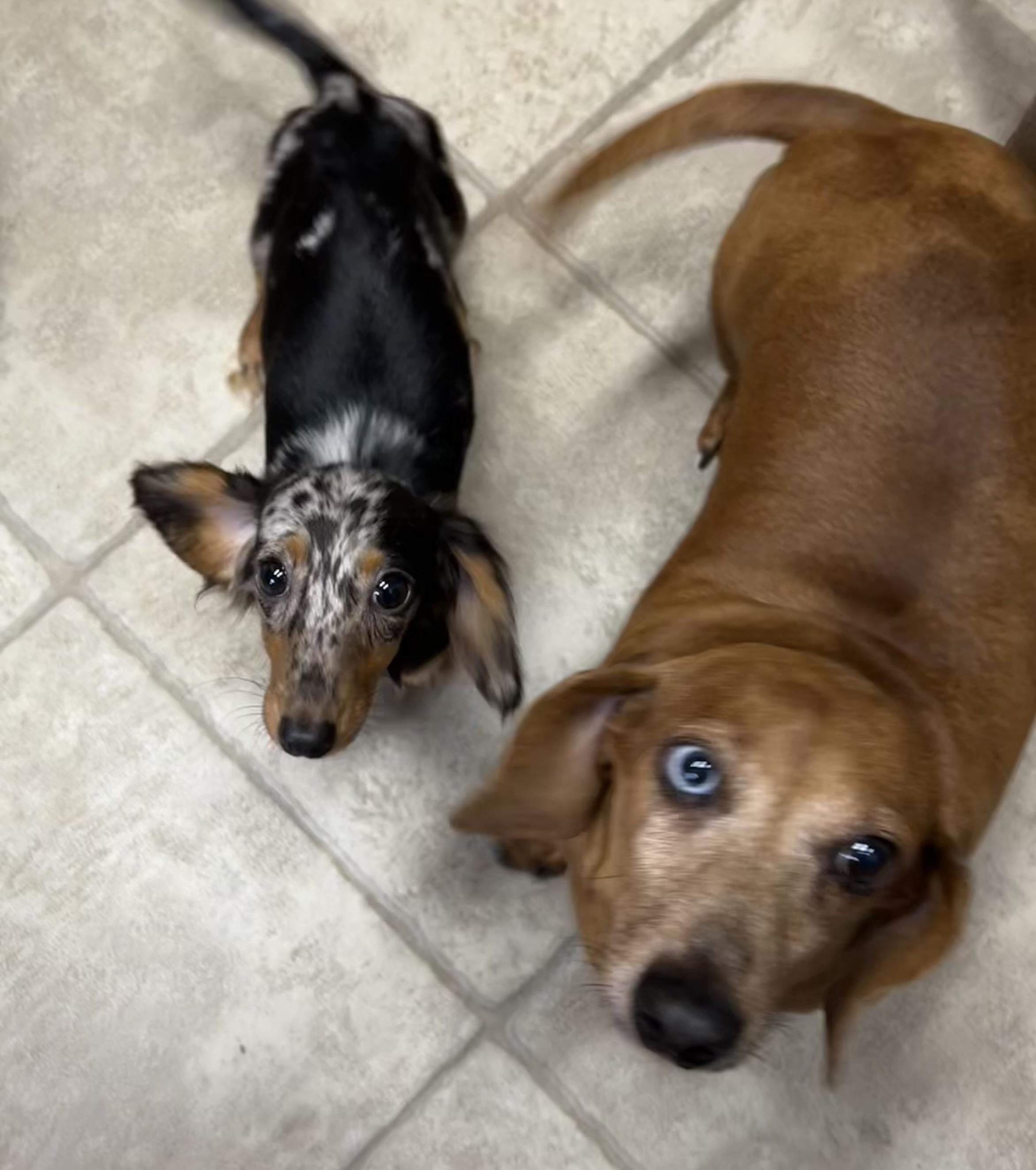 Enlarge Penny, an adoptable Miniature Dachshund in Chickasha, OK image 2/3