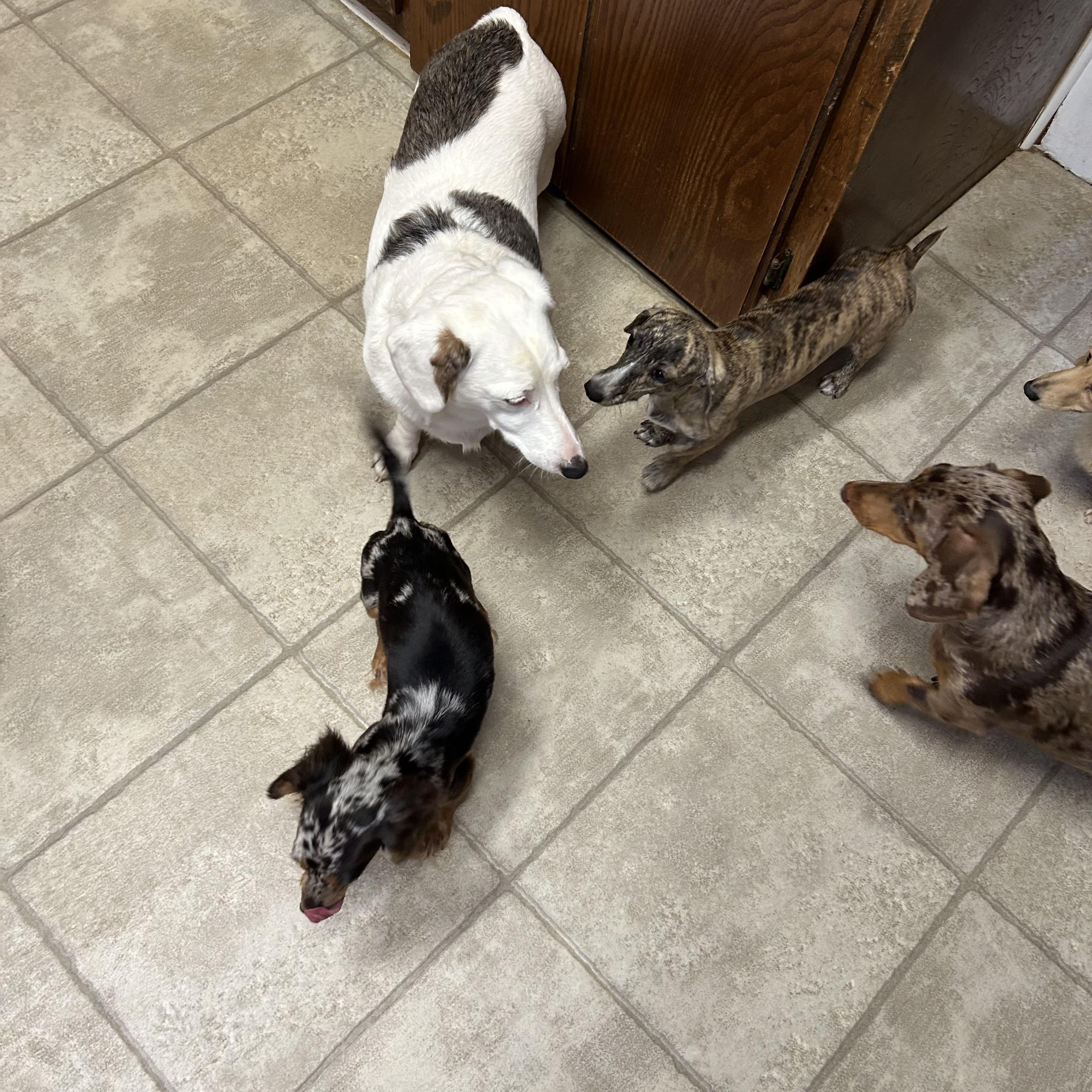 Enlarge Penny, an adoptable Miniature Dachshund in Chickasha, OK image 3/3