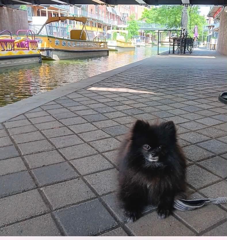 Alfred, a Adoptable Pomeranian in Piedmont, OK image 1/5