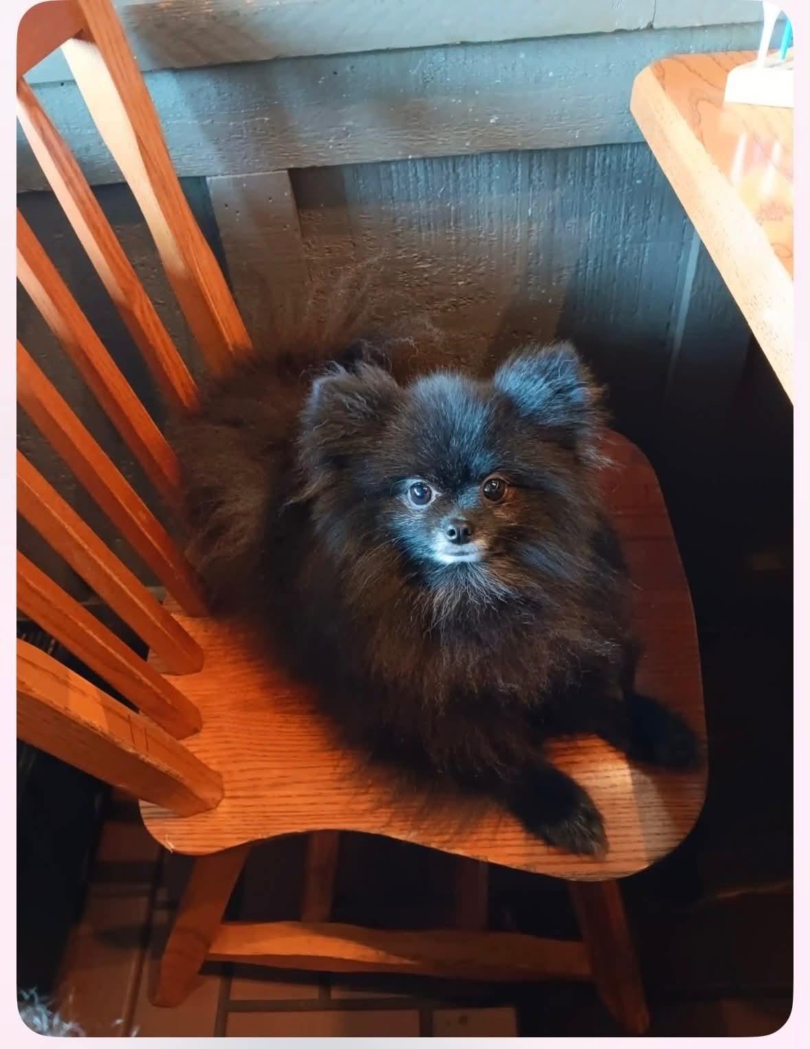 Alfred, a Adoptable Pomeranian in Piedmont, OK image 2/5