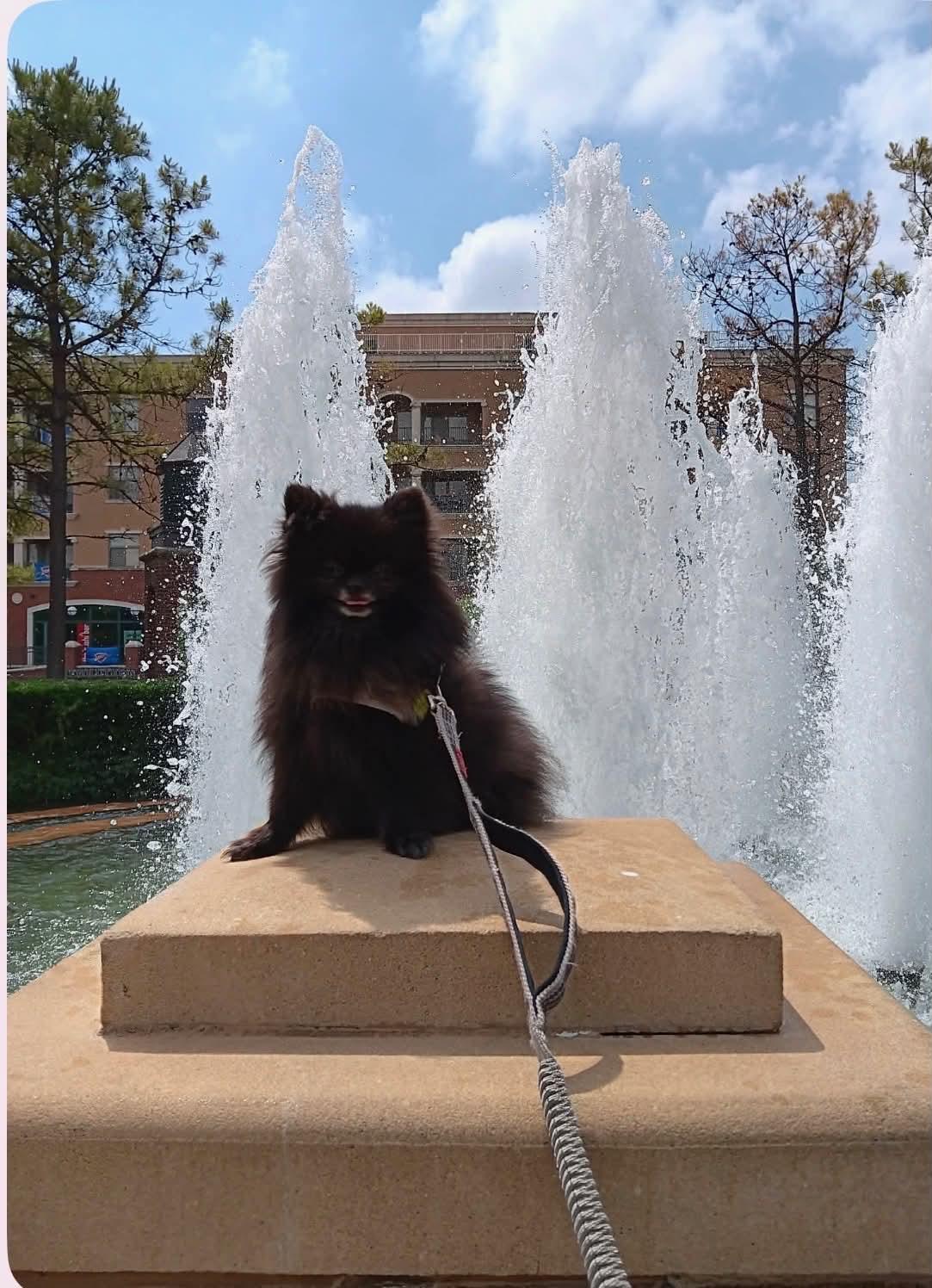 Alfred, a Adoptable Pomeranian in Piedmont, OK image 3/5