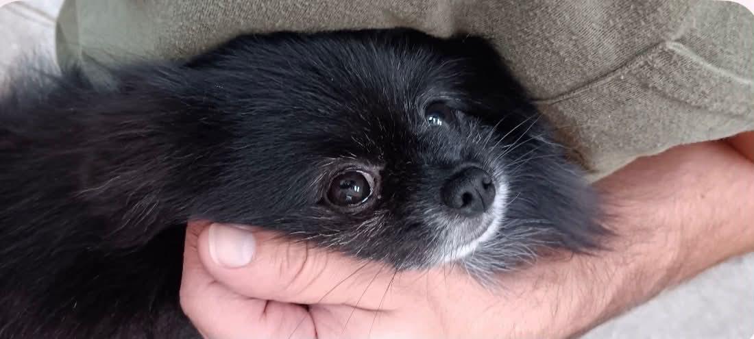 Alfred, a Adoptable Pomeranian in Piedmont, OK image 4/5