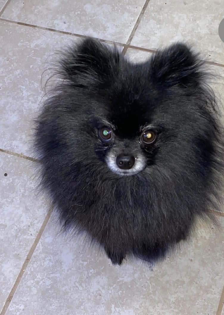 Alfred, a Adoptable Pomeranian in Piedmont, OK image 5/5