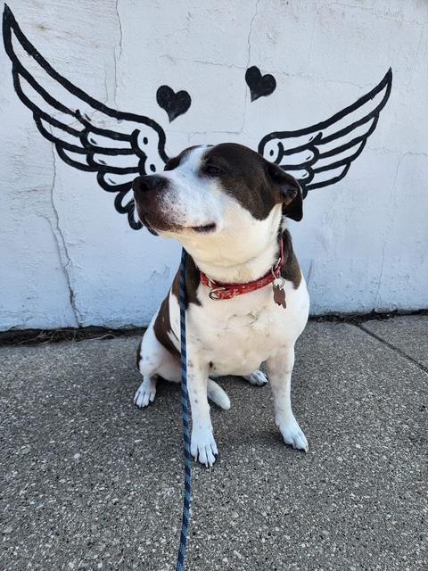 Enlarge Jesinia, a ADOPTABLE mixed breed in La Crosse, WI image 3/3