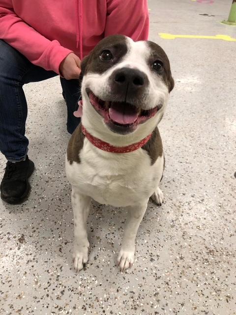 Enlarge Jesinia, a ADOPTABLE mixed breed in La Crosse, WI image 1/3