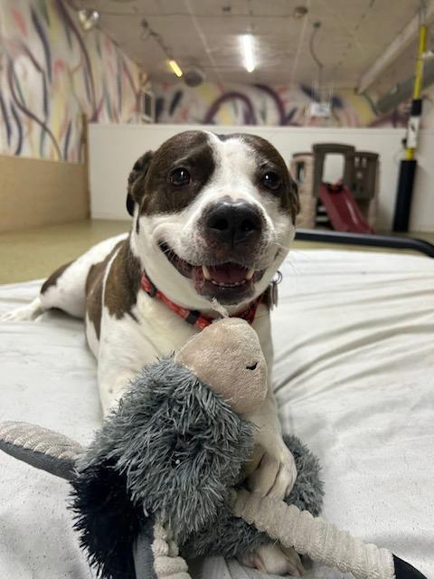 Enlarge Jesinia, a ADOPTABLE mixed breed in La Crosse, WI image 2/3
