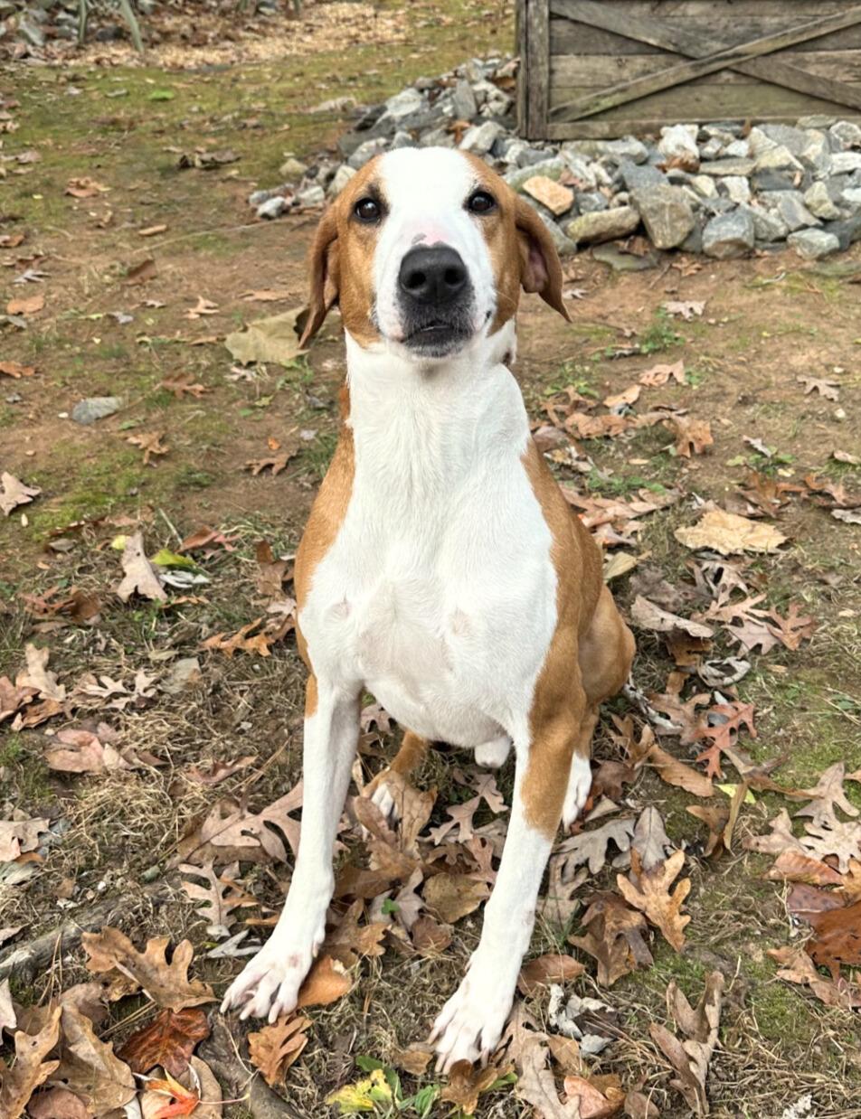 Enlarge Woody, a Adoptable mixed breed in Dahlonega, GA image 1/1