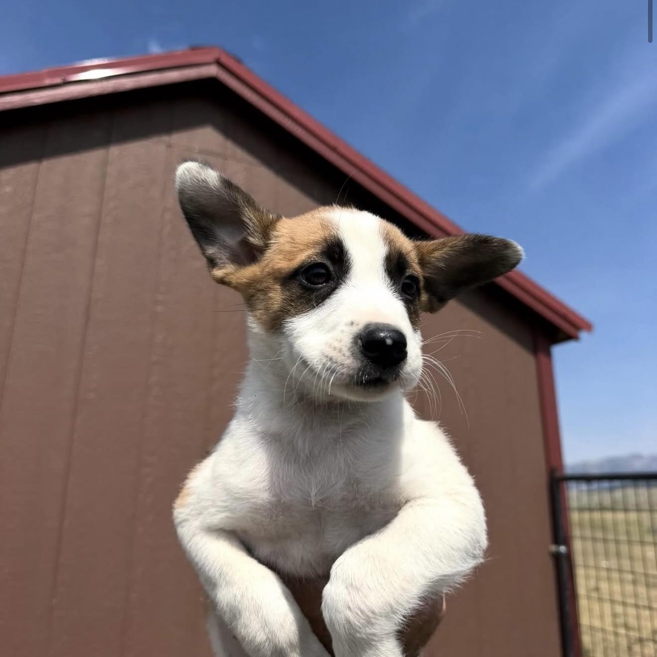 Bandita, ADOPTABLE, Puppy Female Mixed Breed.