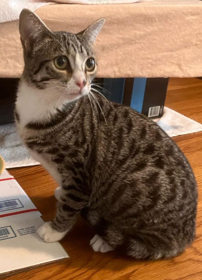 Valentina, Adoptable, Young Female Tabby.