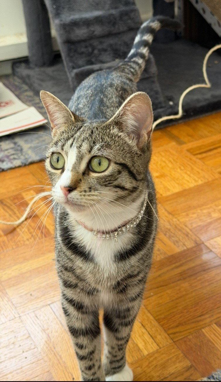 Valentina, a Adoptable Tabby in Palo Alto, CA image 2/3