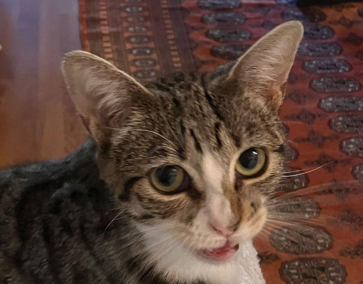 Enlarge Valentina, a Adoptable Tabby in Palo Alto, CA image 3/3