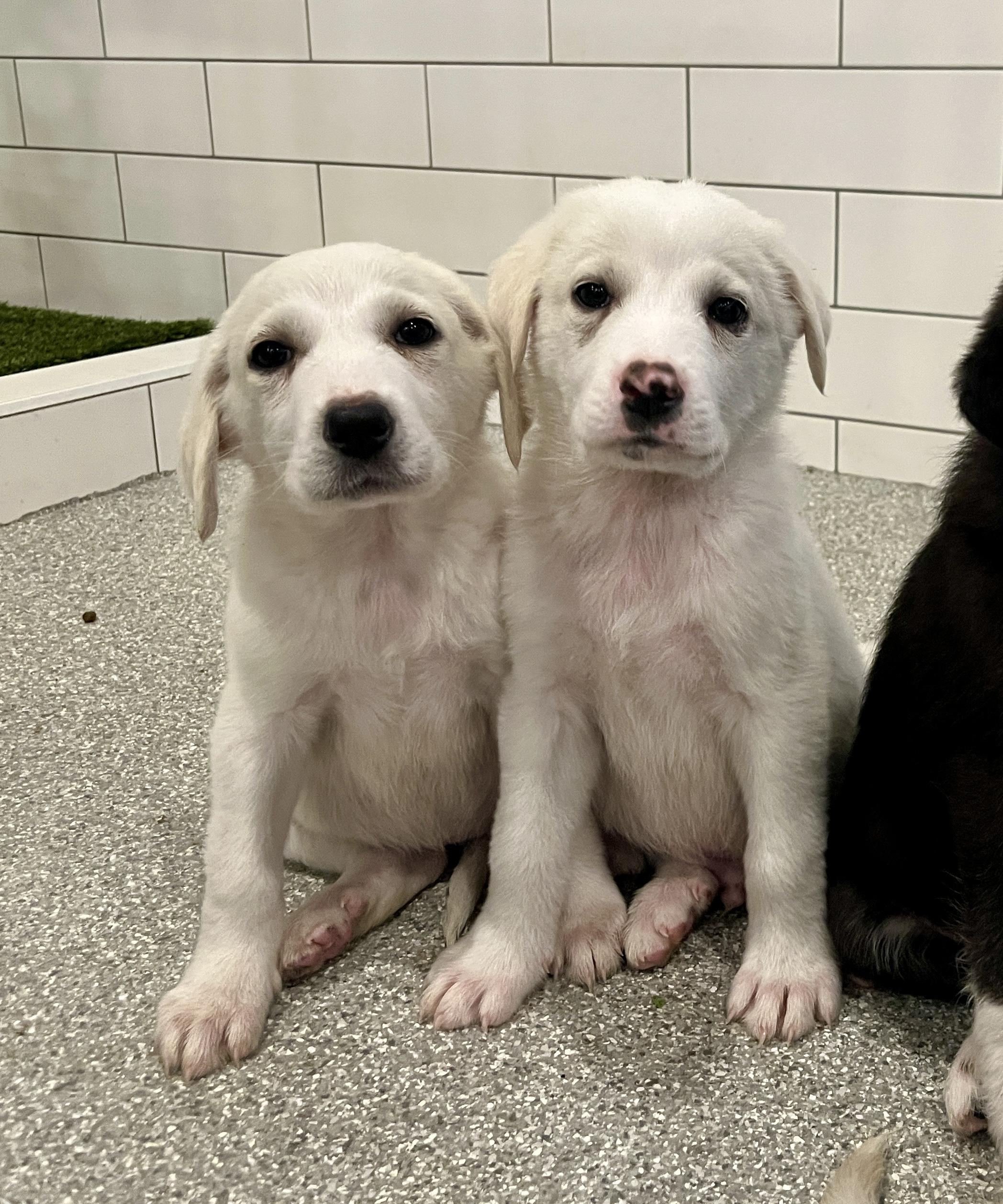 Enlarge Keely, an adopted mixed breed in Minneapolis, MN image 5/6