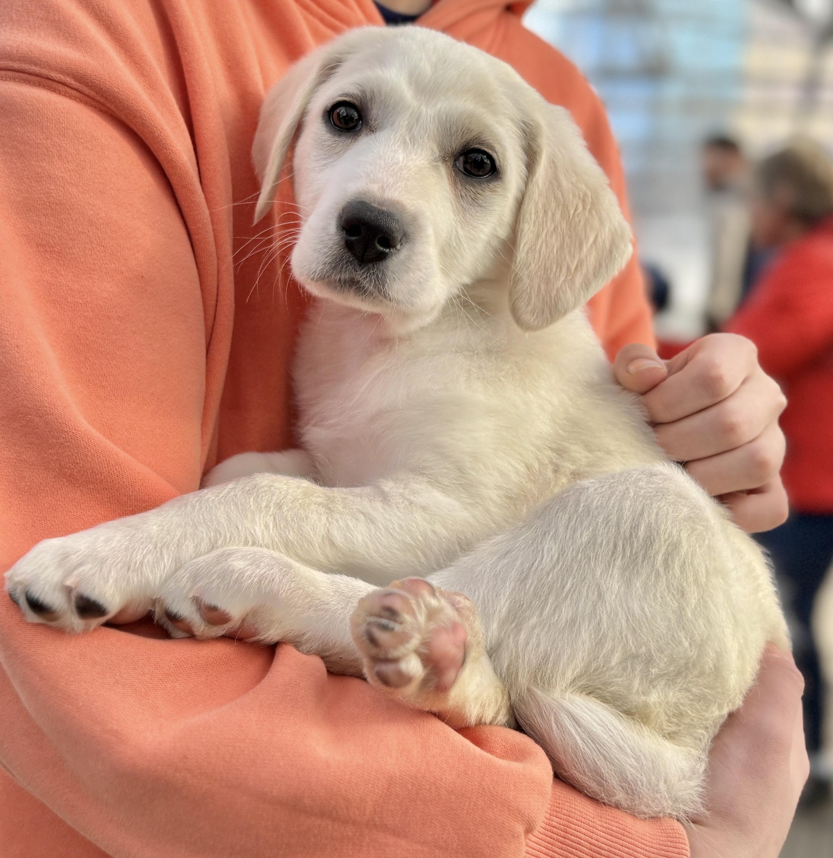 Keely, adopted, Puppy Female Great Pyrenees & Retriever.