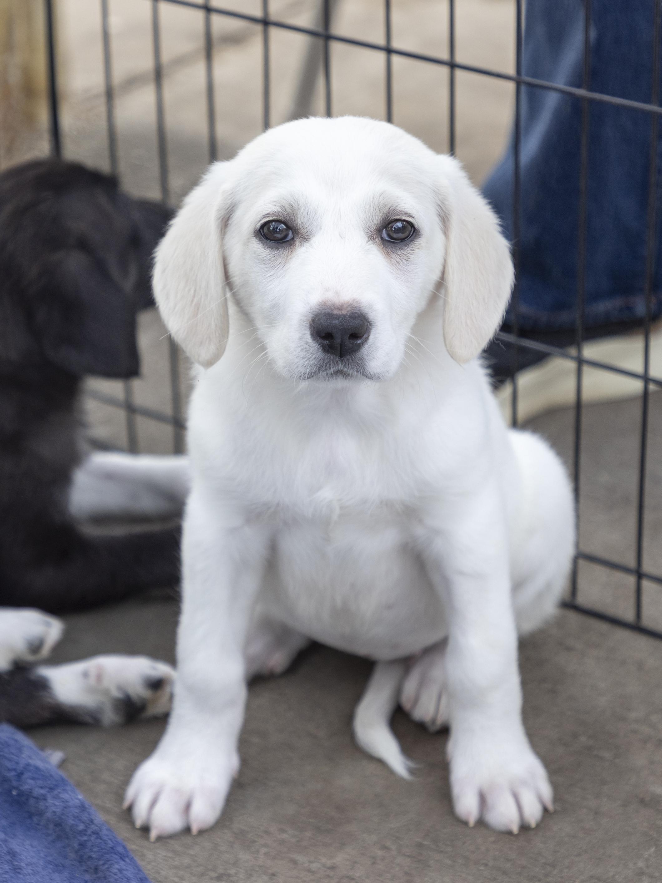 Enlarge Keely, an adopted mixed breed in Minneapolis, MN image 3/6