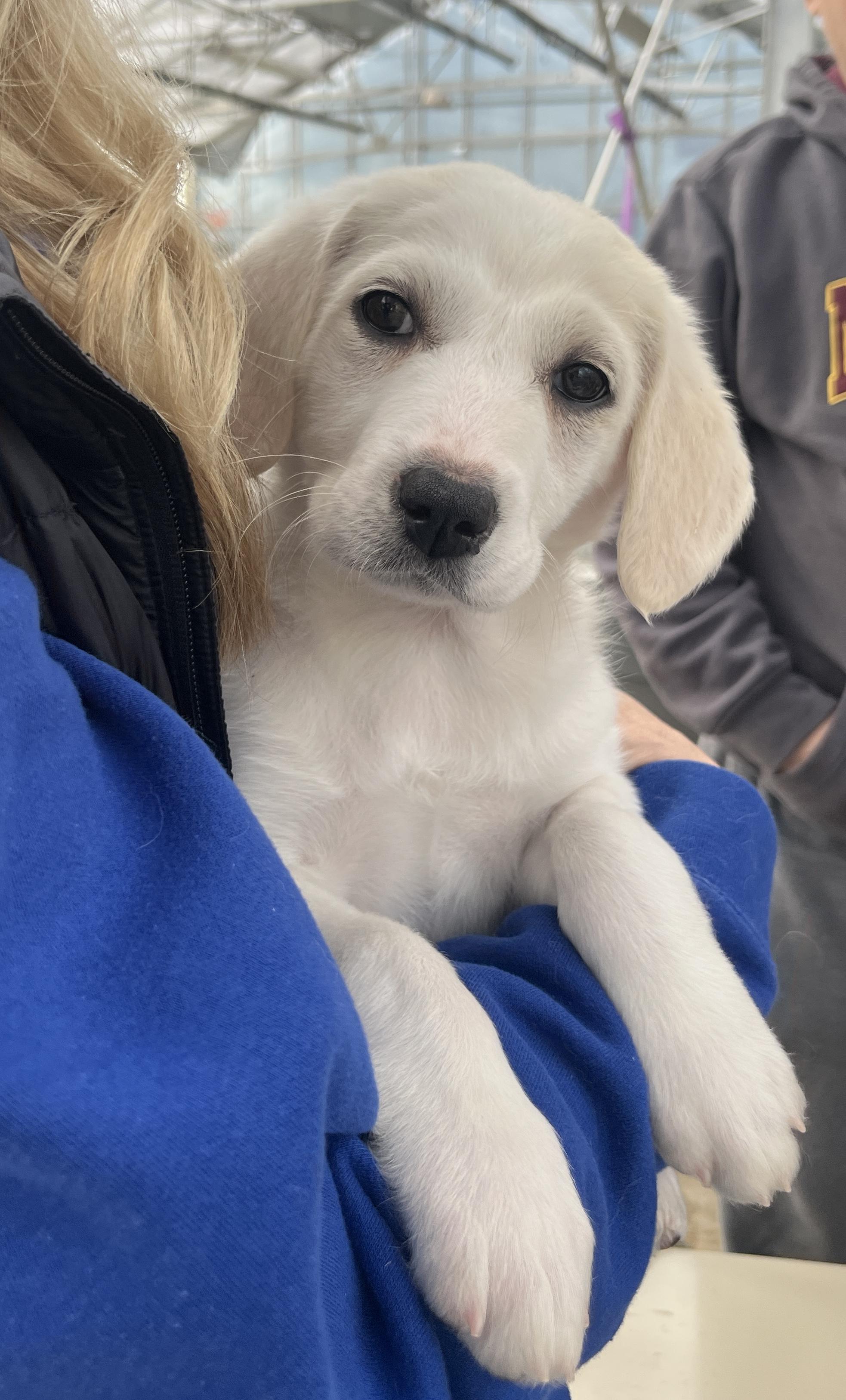 Enlarge Keely, an adopted mixed breed in Minneapolis, MN image 2/6