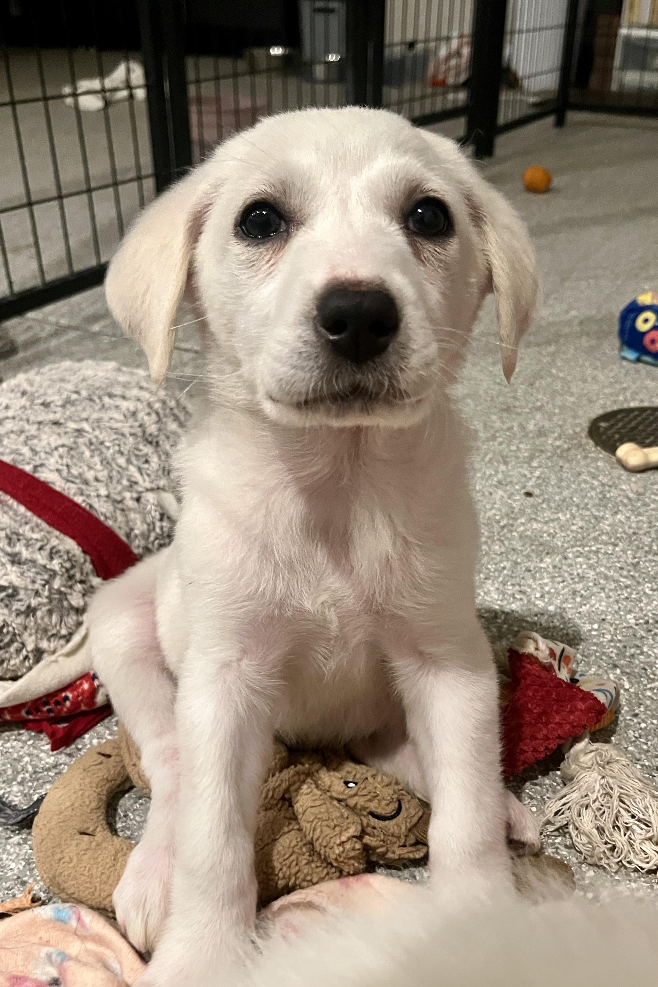 Enlarge Keely, an adopted mixed breed in Minneapolis, MN image 4/6