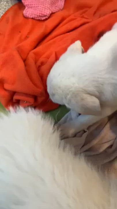 Enlarge Keely, an adopted mixed breed in Minneapolis, MN video 6/6