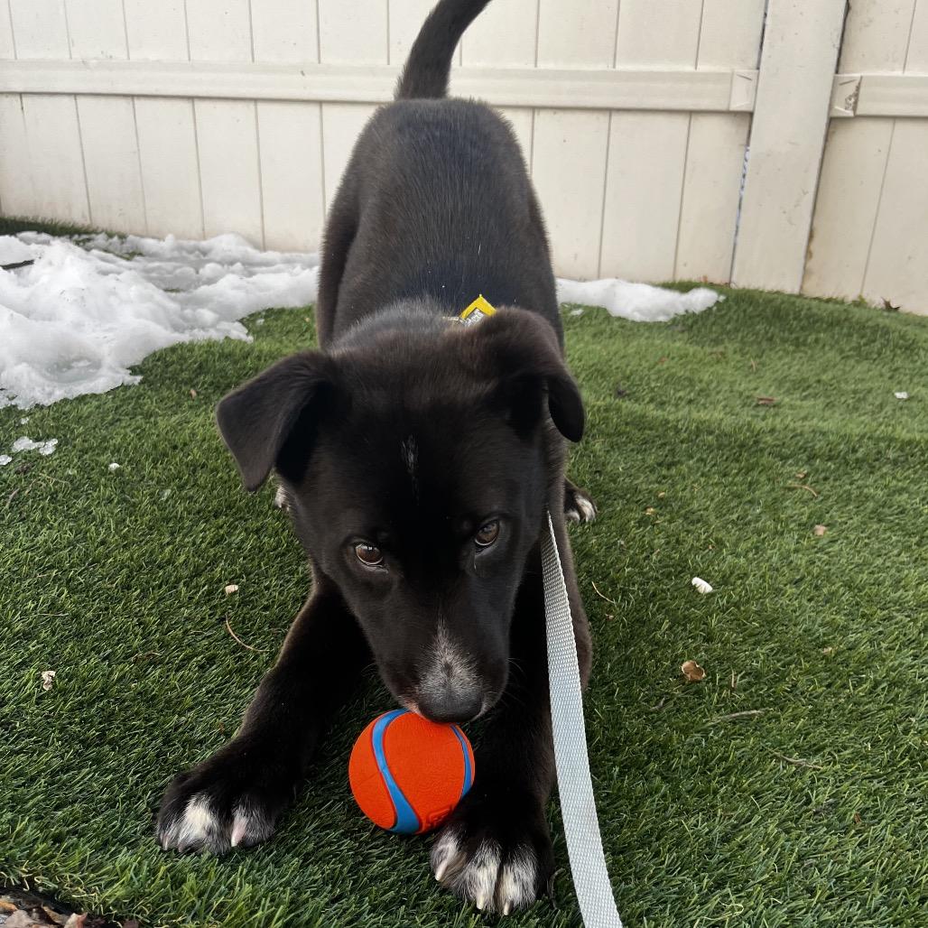 Enlarge Bobsled, a Adoptable mixed breed in Jersey City, NJ image 1/6