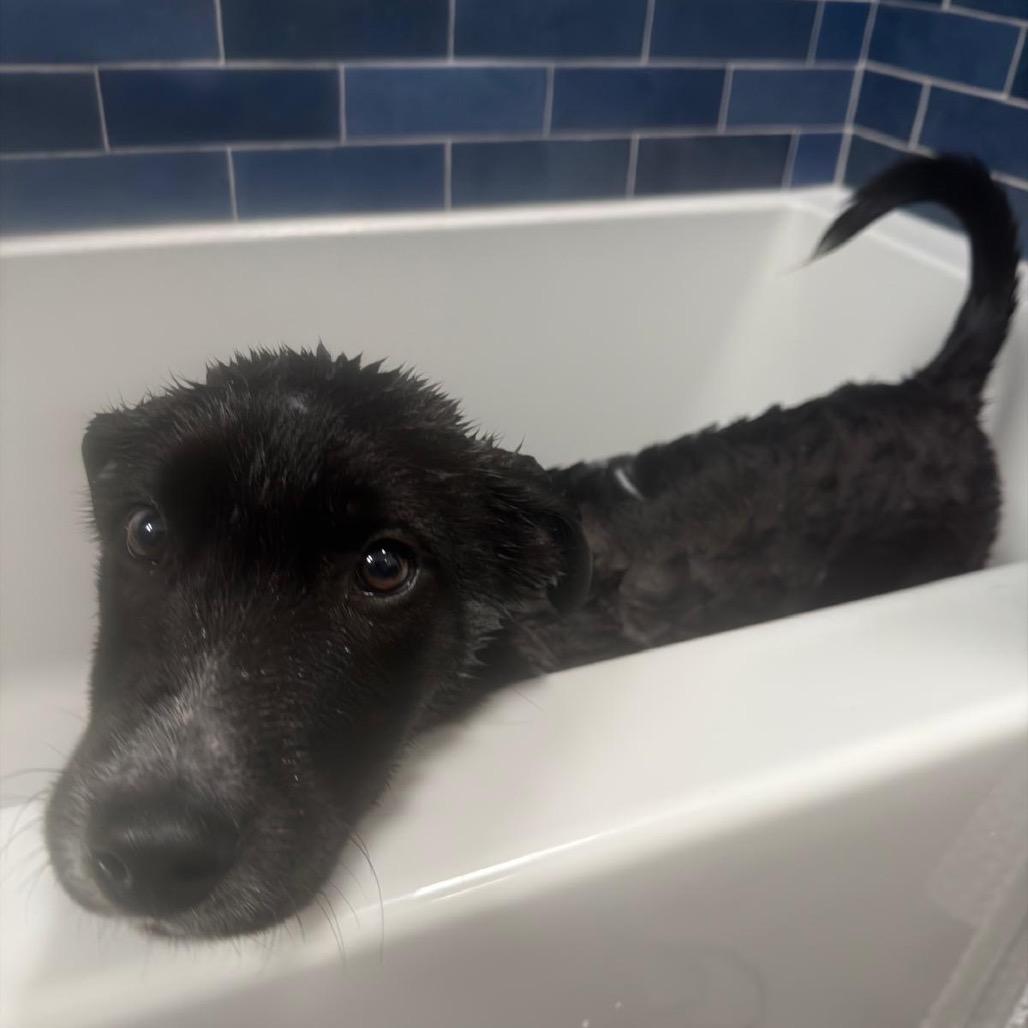 Enlarge Bobsled, a Adoptable mixed breed in Jersey City, NJ image 3/6