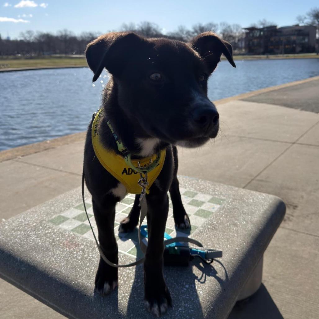 Enlarge Bobsled, a Adoptable mixed breed in Jersey City, NJ image 4/6