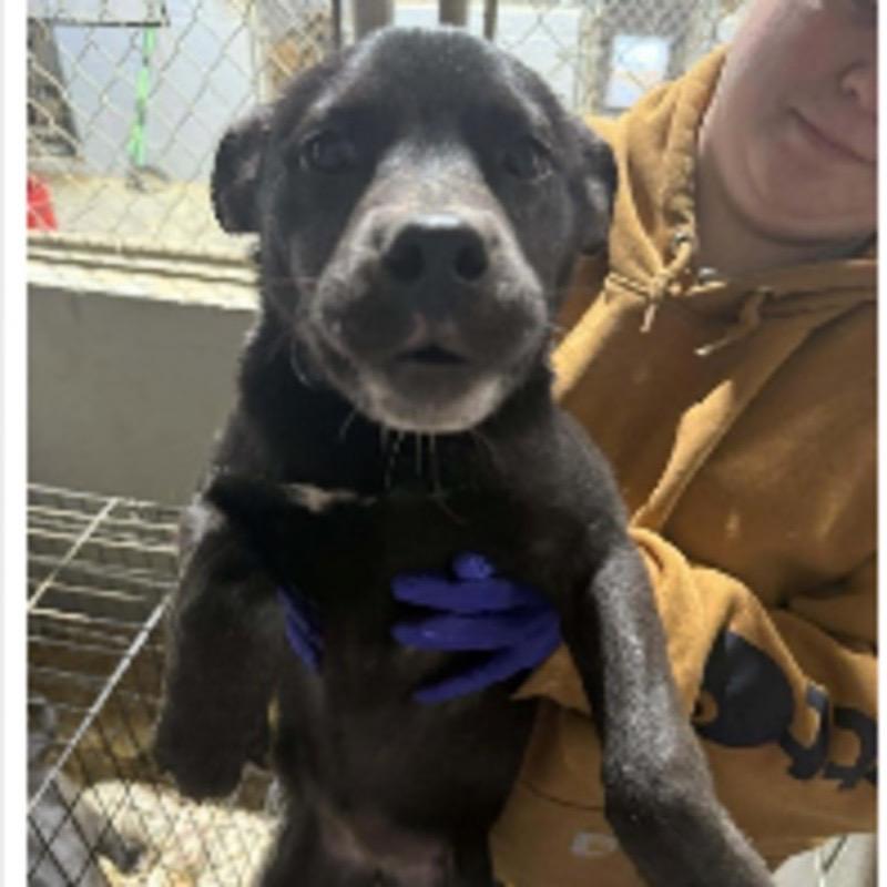 Enlarge Bobsled, a Adoptable mixed breed in Jersey City, NJ image 1/1