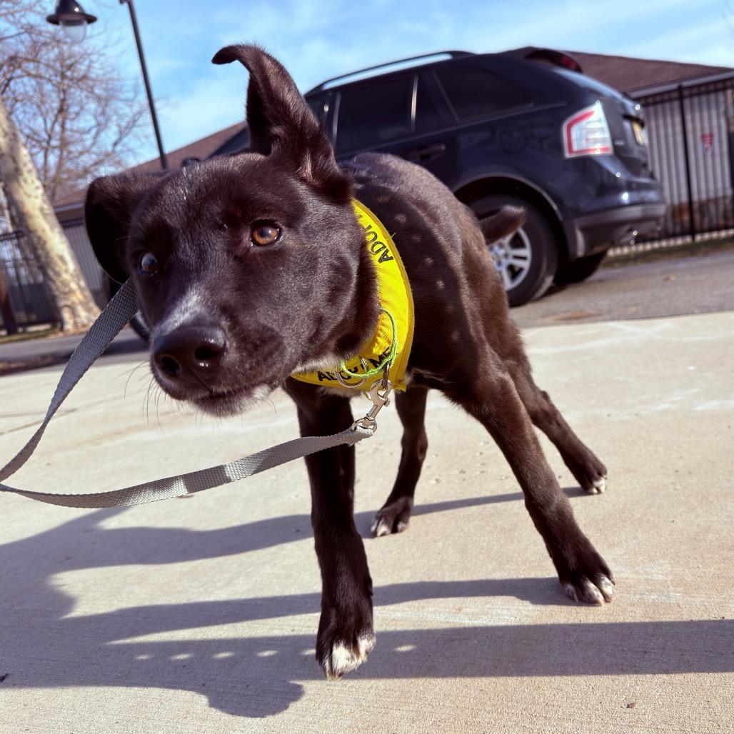 Enlarge Bobsled, a Adoptable mixed breed in Jersey City, NJ image 5/6
