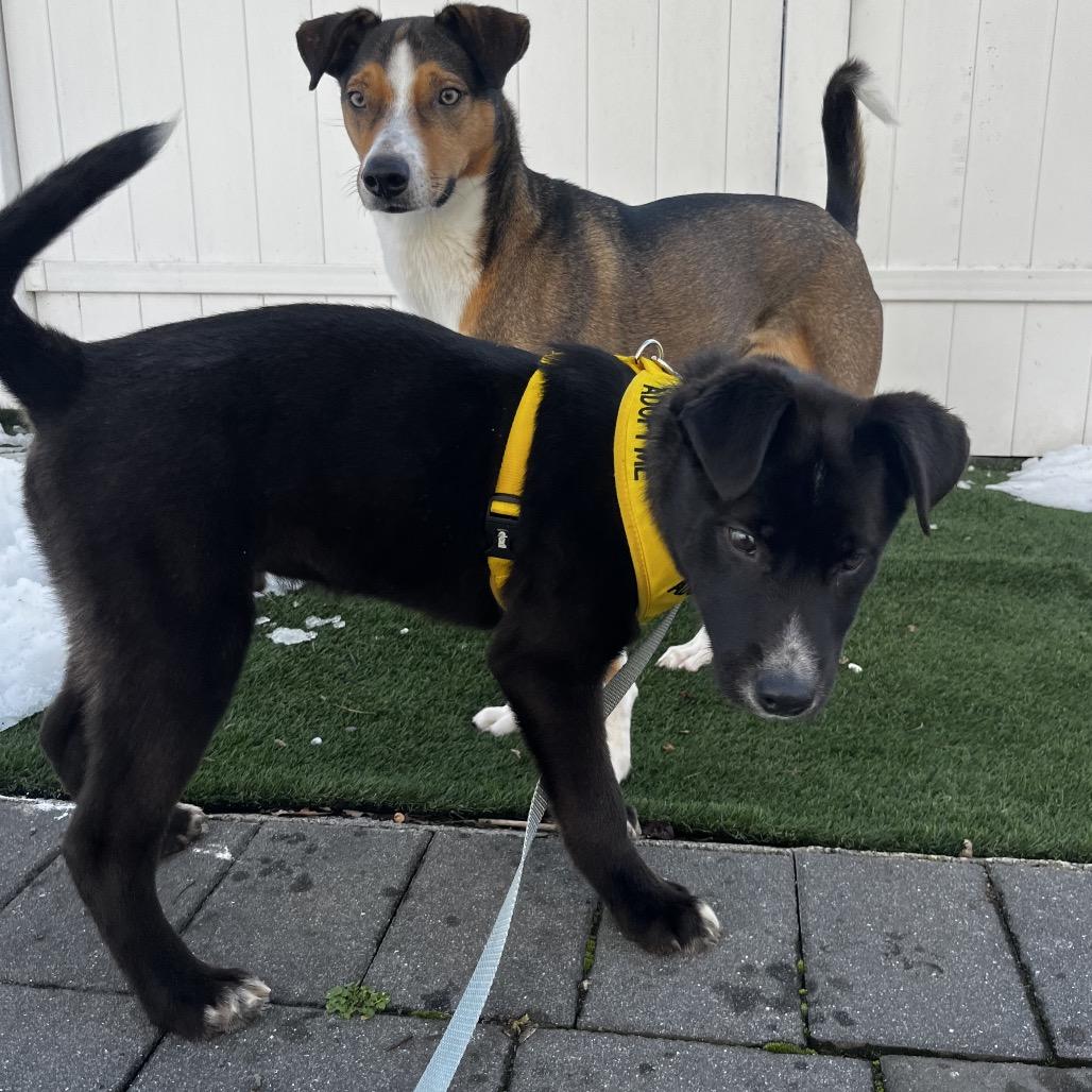Enlarge Bobsled, a Adoptable mixed breed in Jersey City, NJ image 6/6