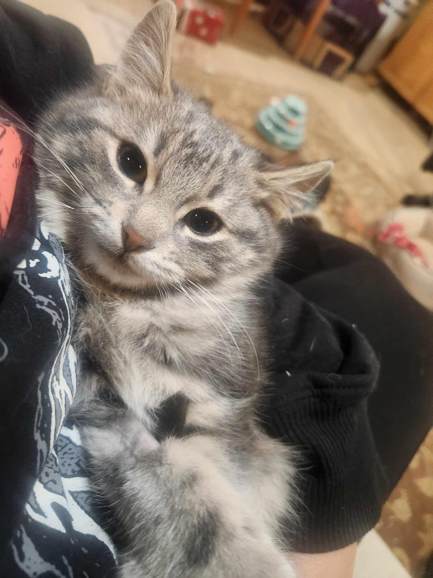 Silver, a Adoptable mixed breed in North Haledon, NJ image 1/4