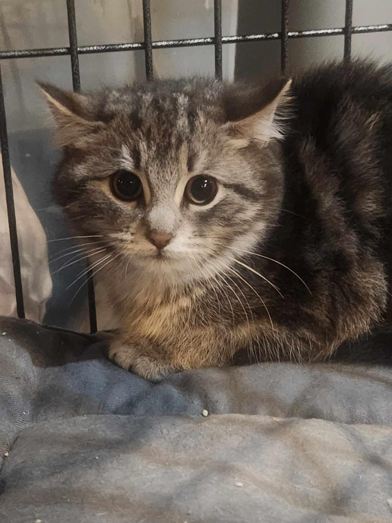 Silver, a Adoptable mixed breed in North Haledon, NJ image 3/4