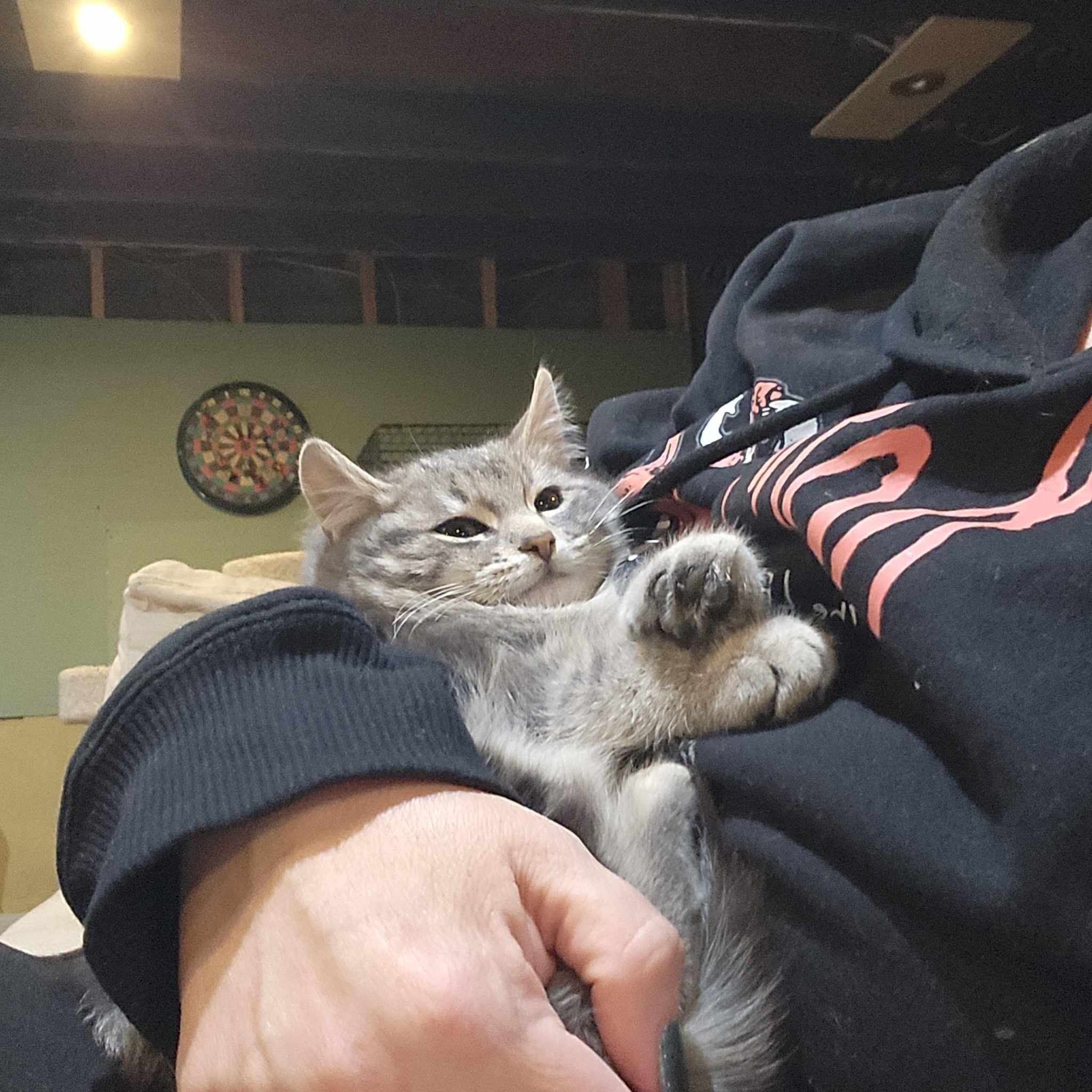 Silver, a Adoptable mixed breed in North Haledon, NJ image 4/4